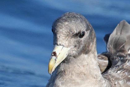 Northern Fulmar Image @ Kiwifoto.com