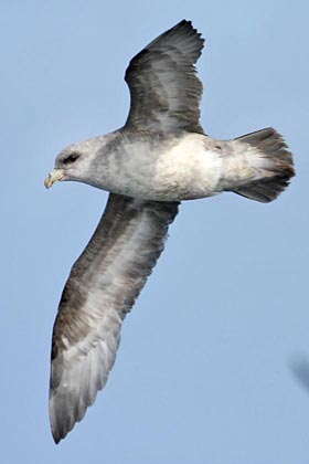 Northern Fulmar Image @ Kiwifoto.com