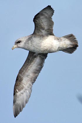 Northern Fulmar Picture @ Kiwifoto.com