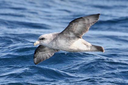 Northern Fulmar Photo @ Kiwifoto.com