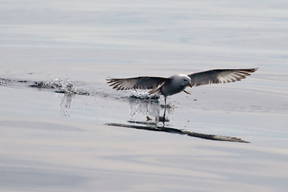 Northern Fulmar