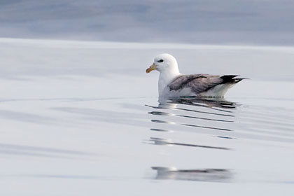 Northern Fulmar (light morph)