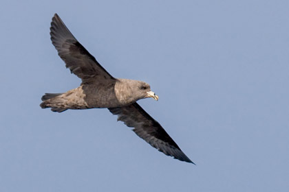 Northern Fulmar Photo @ Kiwifoto.com