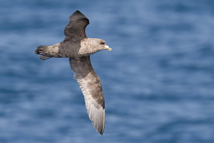 Northern Fulmar Photo @ Kiwifoto.com