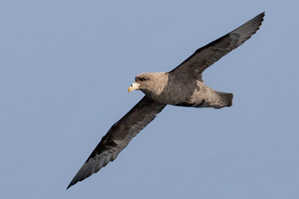 Northern Fulmar Image @ Kiwifoto.com