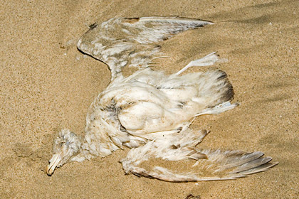 Northern Fulmar Image @ Kiwifoto.com