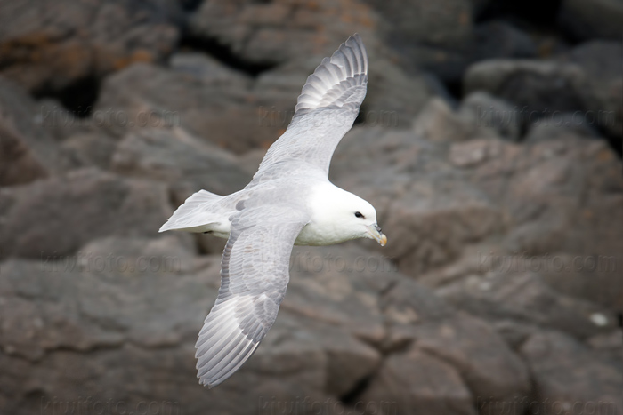 Northern Fulmar Image @ Kiwifoto.com