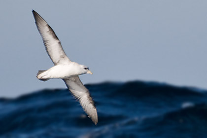 Northern Fulmar (Light Morph)