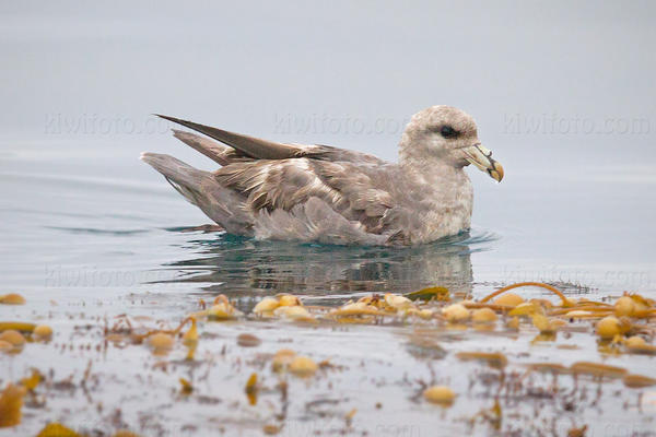 Northern Fulmar Photo @ Kiwifoto.com