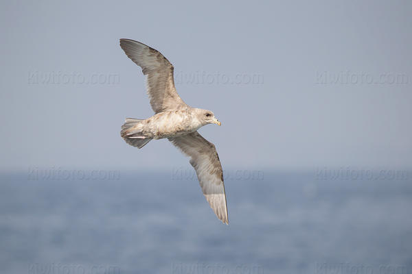 Northern Fulmar Image @ Kiwifoto.com