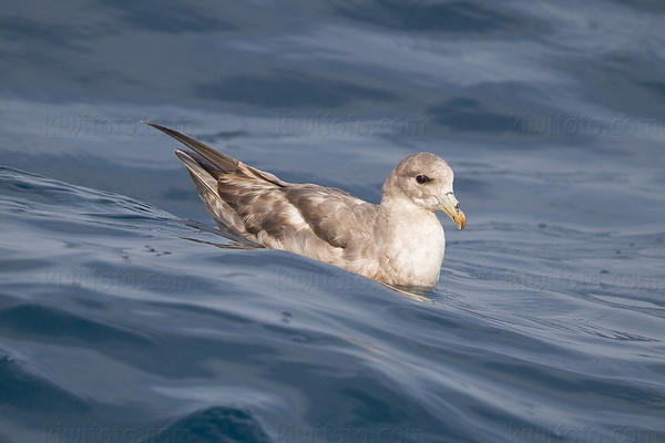 Northern Fulmar Image @ Kiwifoto.com