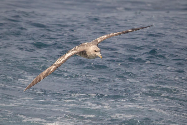 Northern Fulmar Image @ Kiwifoto.com