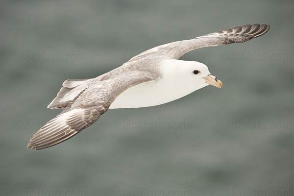 Northern Fulmar Photo @ Kiwifoto.com