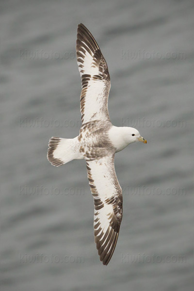 Northern Fulmar Image @ Kiwifoto.com