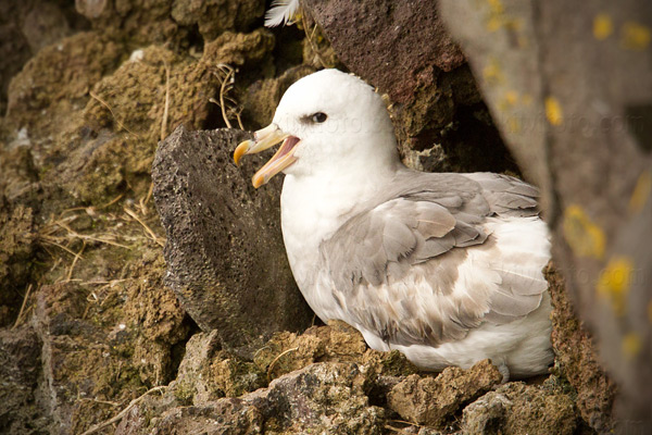 Northern Fulmar Image @ Kiwifoto.com