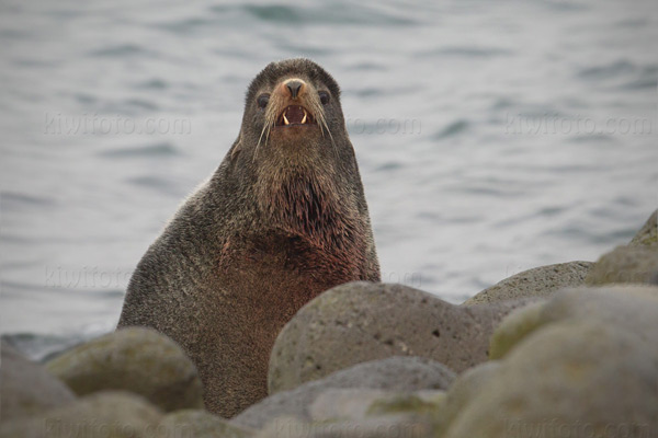 Northern Fur Seal Photo @ Kiwifoto.com