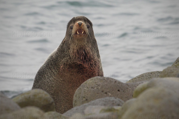 Northern Fur Seal