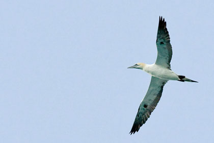 Northern Gannet Picture @ Kiwifoto.com