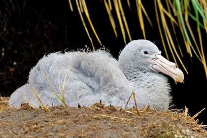 Northern Giant-petrel Image @ Kiwifoto.com