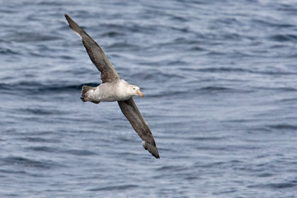 Northern Giant-petrel Picture @ Kiwifoto.com