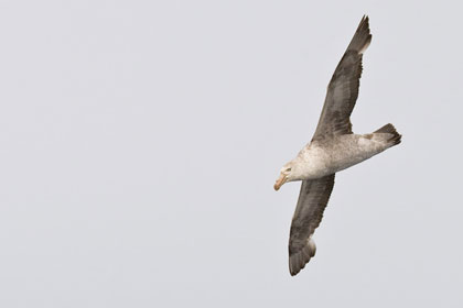 Northern Giant-petrel Image @ Kiwifoto.com