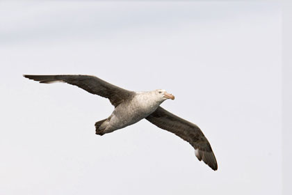 Northern Giant-petrel Image @ Kiwifoto.com