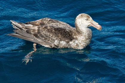 Northern Giant-petrel Photo @ Kiwifoto.com