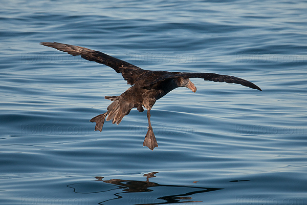 Northern Giant-petrel Image @ Kiwifoto.com