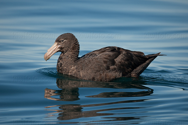 Northern Giant-petrel Photo @ Kiwifoto.com