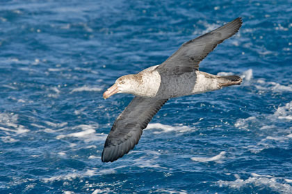 Northern Giant-petrel Image @ Kiwifoto.com