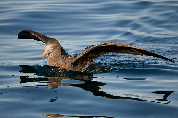 Northern Giant-petrel Photo @ Kiwifoto.com