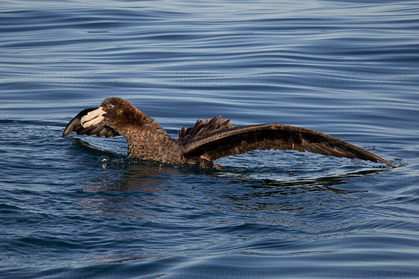 Northern Giant-petrel Image @ Kiwifoto.com