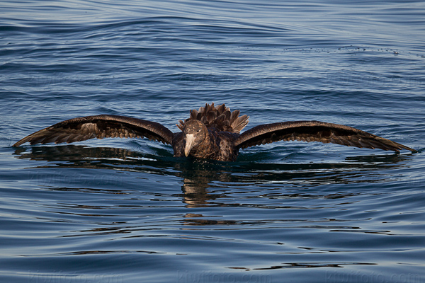 Northern Giant-petrel Photo @ Kiwifoto.com