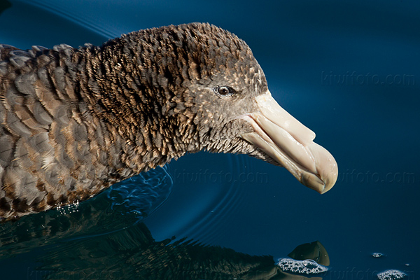 Northern Giant-petrel Image @ Kiwifoto.com