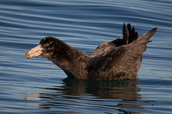 Northern Giant-petrel Image @ Kiwifoto.com