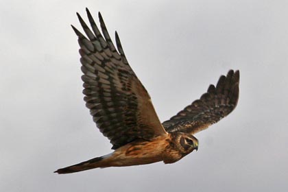 Northern Harrier Image @ Kiwifoto.com