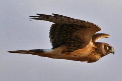 Northern Harrier Picture @ Kiwifoto.com