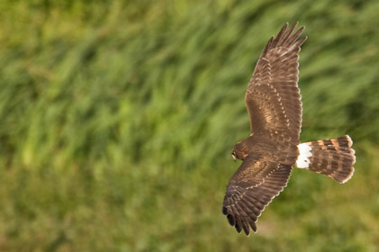 Northern Harrier Picture @ Kiwifoto.com