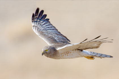 Northern Harrier