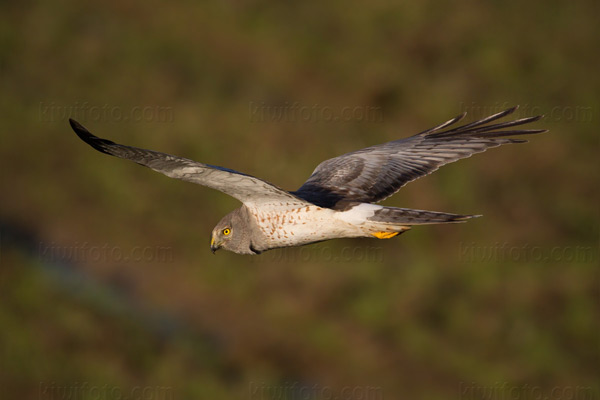 Northern Harrier