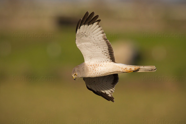 Northern Harrier Photo @ Kiwifoto.com