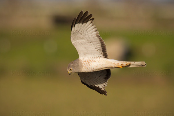 Northern Harrier Image @ Kiwifoto.com