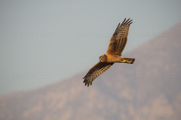 Northern Harrier Photo @ Kiwifoto.com