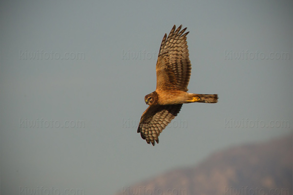 Northern Harrier Image @ Kiwifoto.com