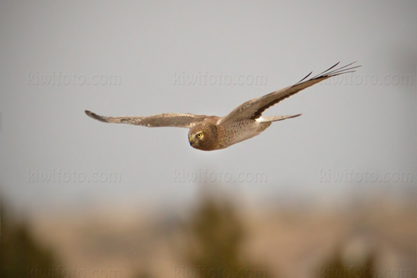 Northern Harrier Photo @ Kiwifoto.com