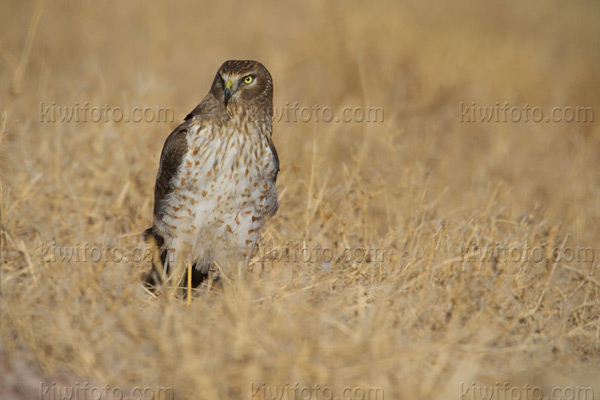 Northern Harrier Photo @ Kiwifoto.com