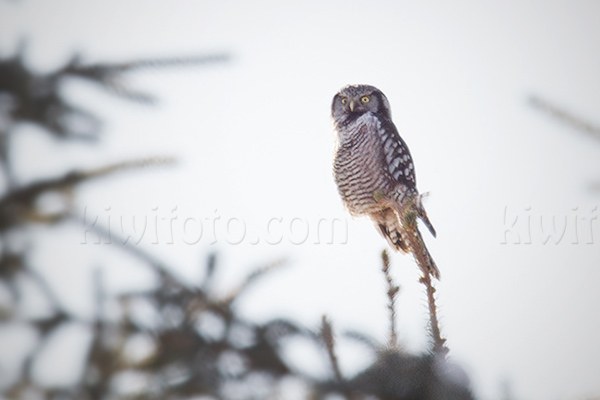 Northern Hawk-owl Photo @ Kiwifoto.com