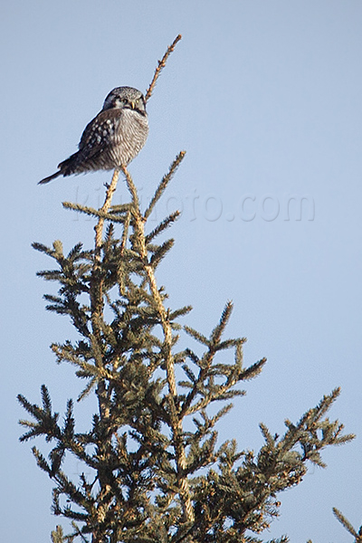 Northern Hawk-owl