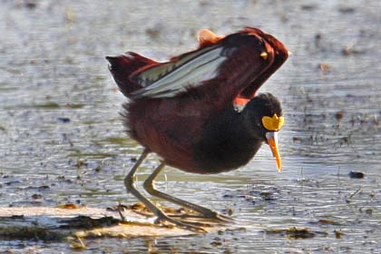 Northern Jacana Photo @ Kiwifoto.com