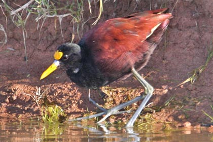 Northern Jacana Image @ Kiwifoto.com